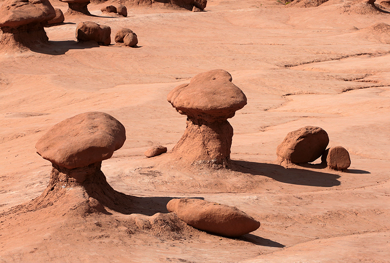 Bison : Antelope Island : Utah : Landscape Photos : Richard Moore : Photographer